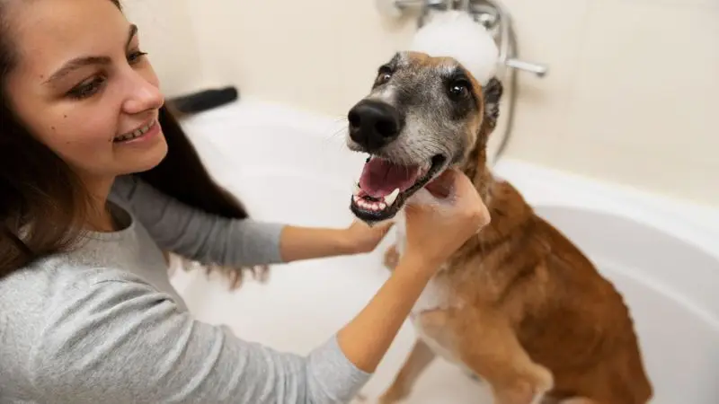 What should you prepare before bathing your puppy