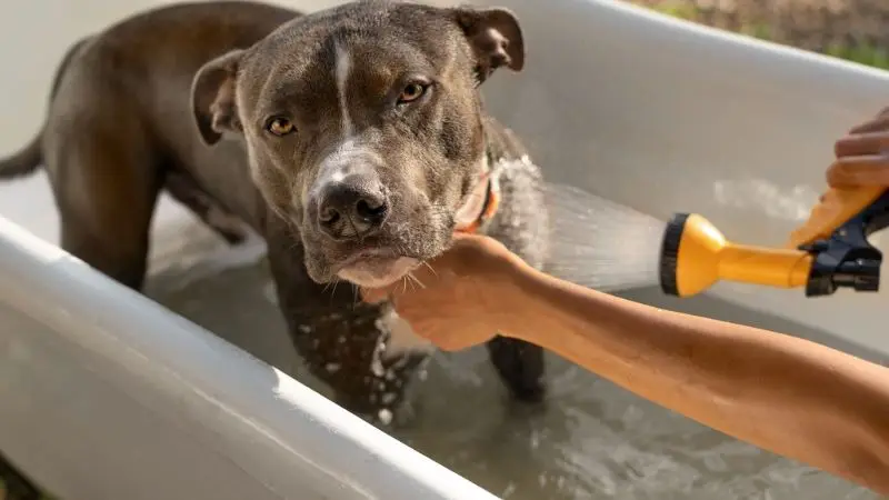 What should you prepare before bathing your puppy