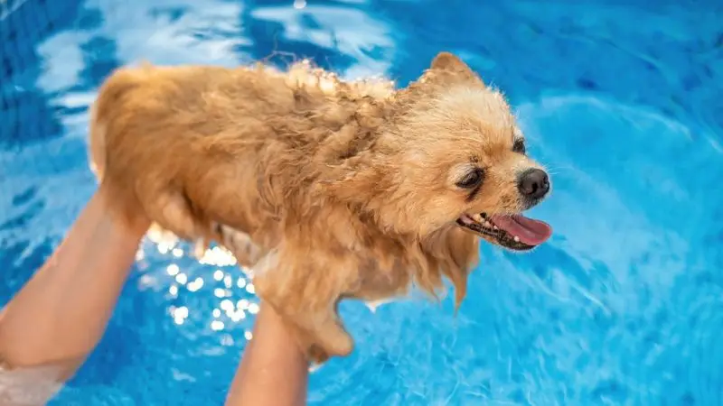 common mistakes to avoid when washing a puppy