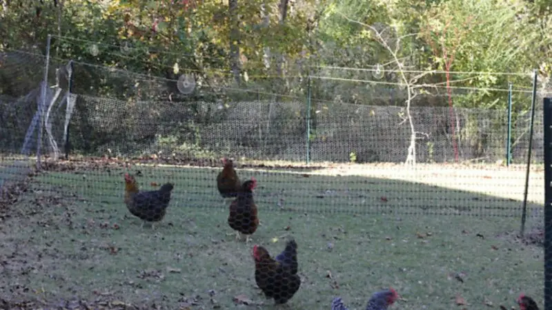 guide on installing chicken wire fence