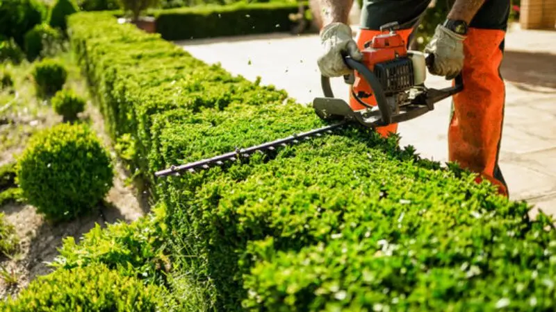 Hedge Trimming for Yard