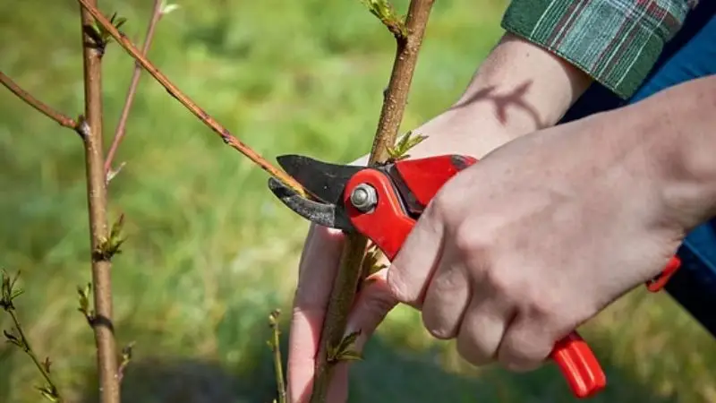Pruning Ornamnetal tree Branch