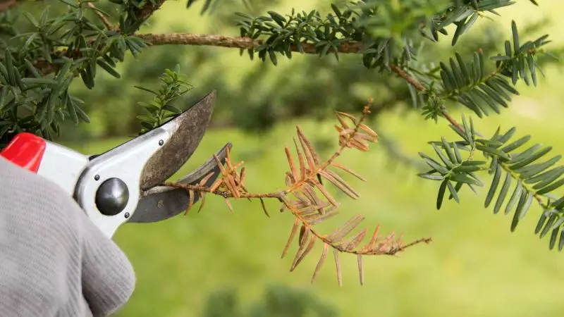 Pruning Evergreen Trees