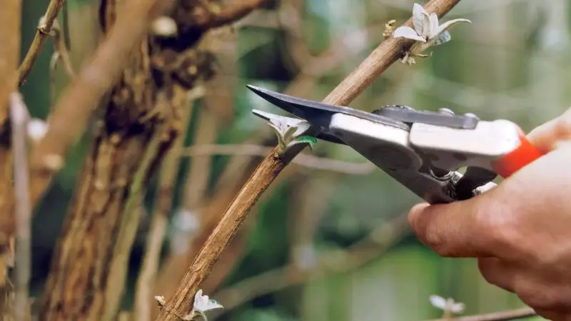 Pruning Branches in Spring