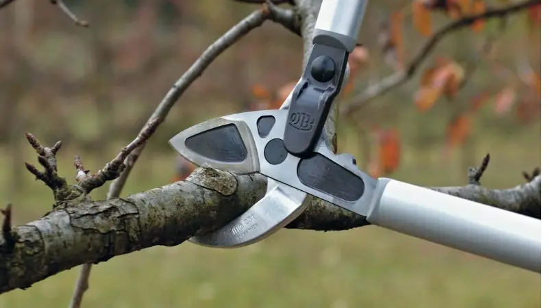 Trimming Tree Tools