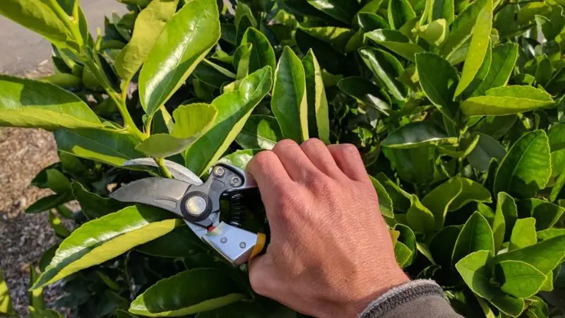 Pruning Shears for Branches