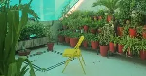 how to protect plants from heat​