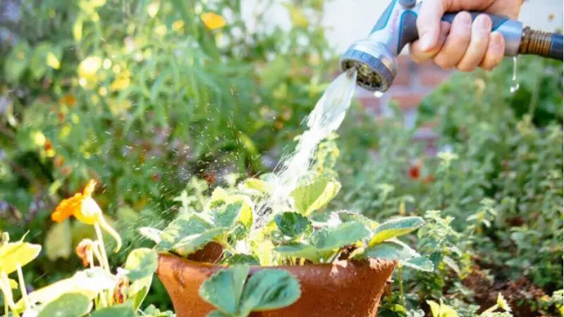 How to water the plants in a heatwave