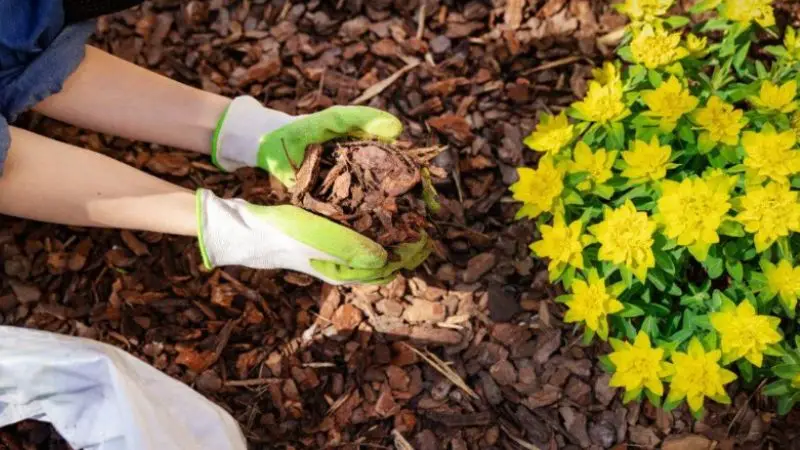 soil moist in summer heatwave