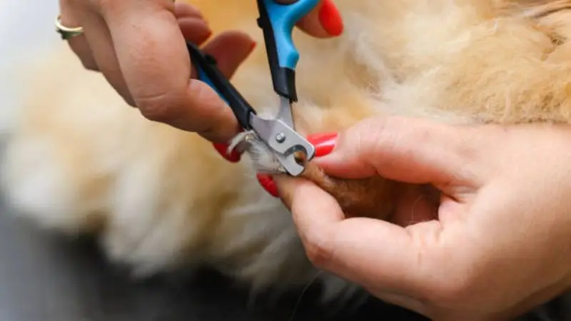 Nail Clipper for Dog Grooming