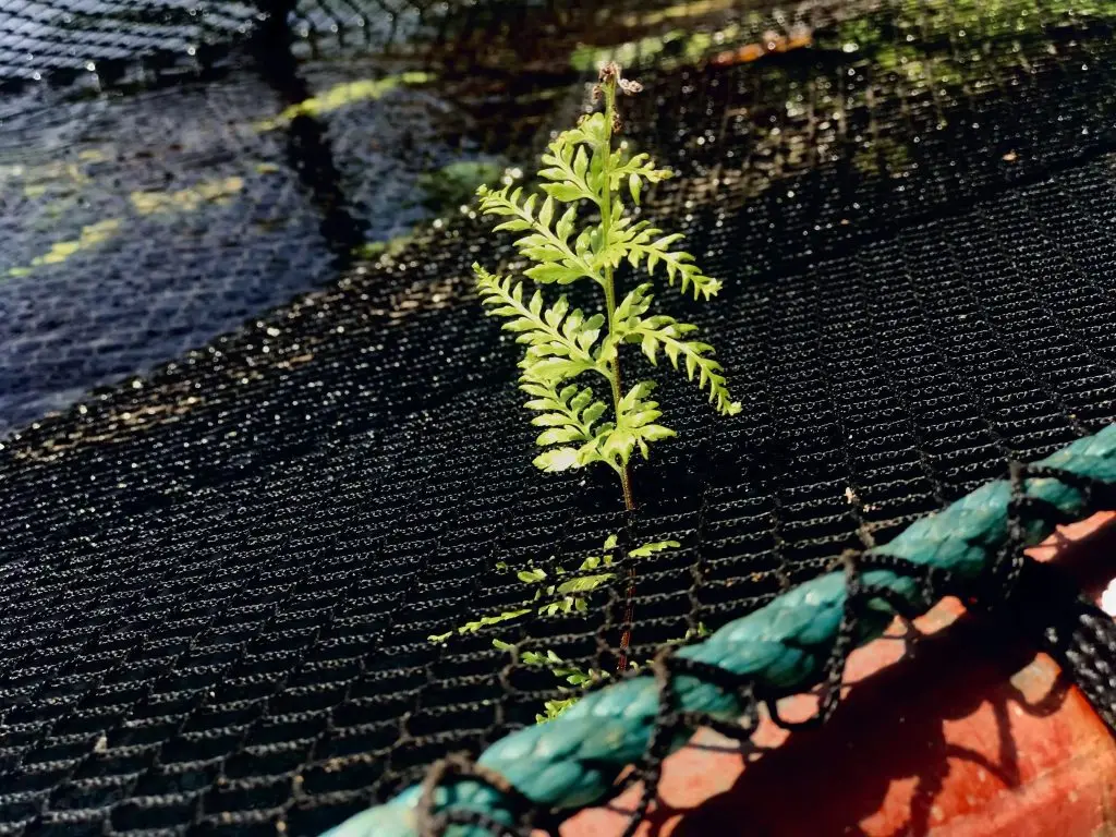 woven weed barrier