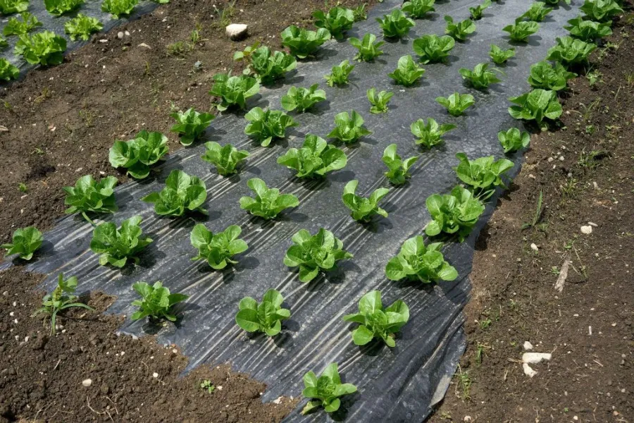 non-woven weed barrier