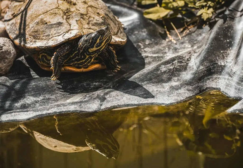a turtle sitting on a pond liner