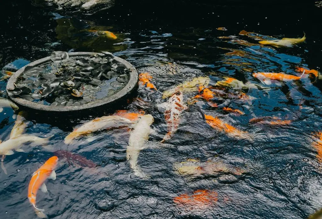 koi fish in a pond