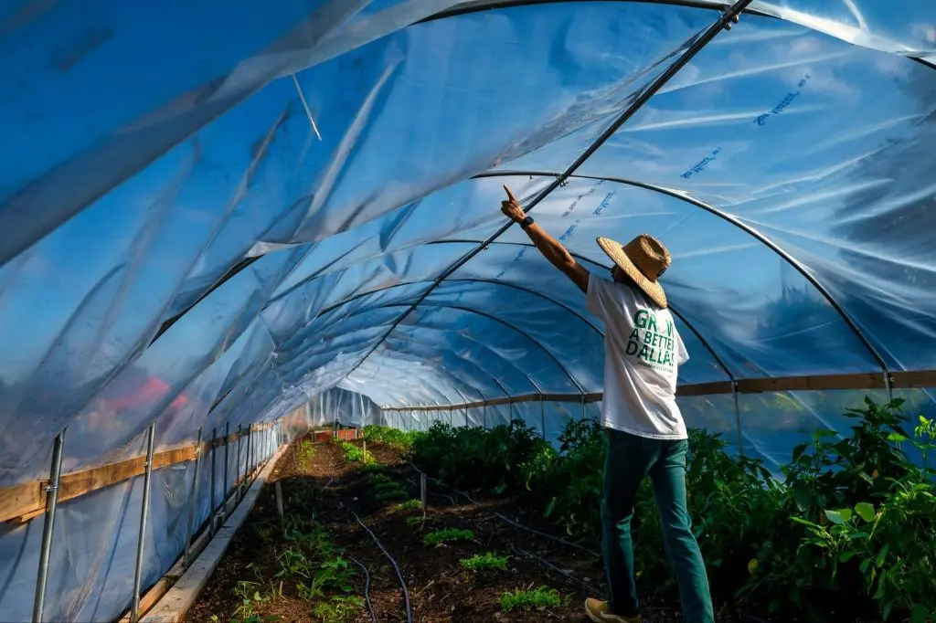 gardener in a hat points upwards inside a plastic-covered greenhouse