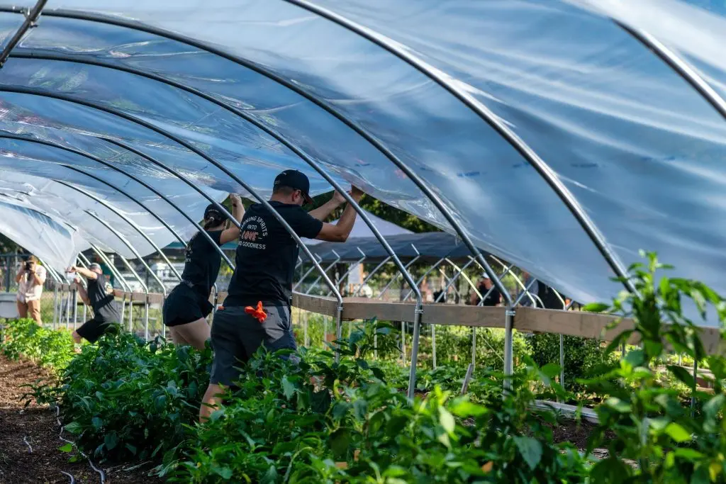 Workers set up a greenhouse cover