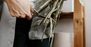 When to Trim Pampas Grass