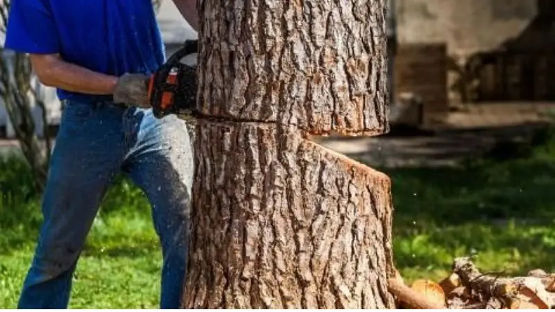 Come abbattere un albero in sicurezza