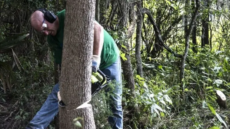 Errori comuni da evitare quando si tagliano gli alberi.