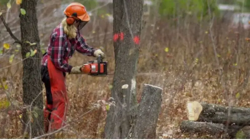 how to choose the right chainsaw for home use