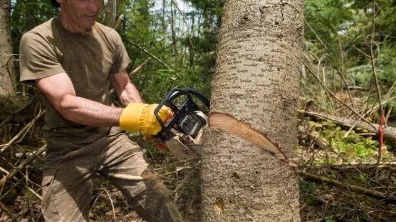 Attrezzi necessari per abbattere un albero
