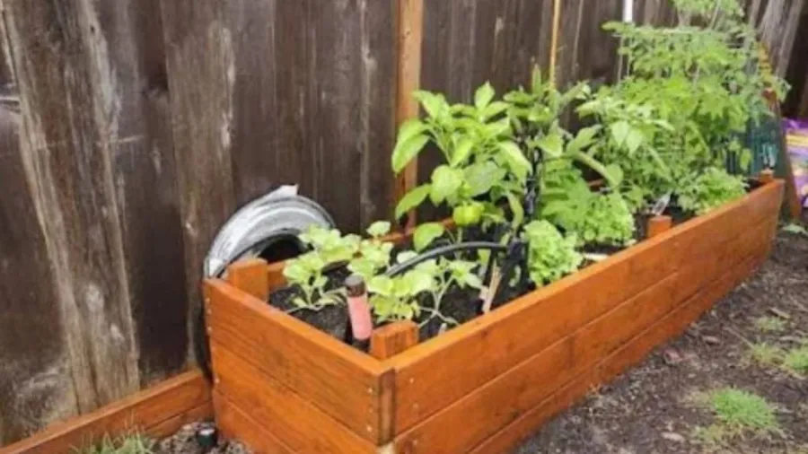 Raised garden bed with vegetables beside a wooden fence