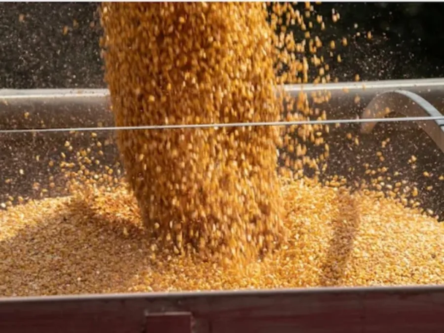 grain mill for cracking corn processing dry whole kernels