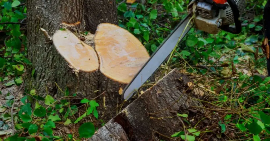 best chainsaw for cutting trees