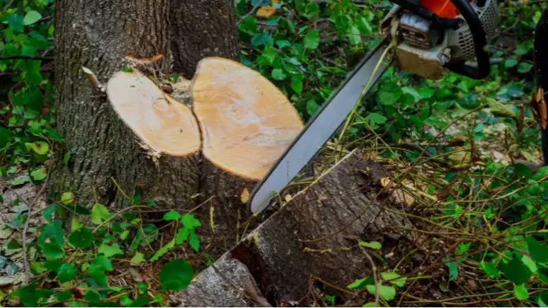 heavy-duty gas chainsaw vs. standard gas chainsaw