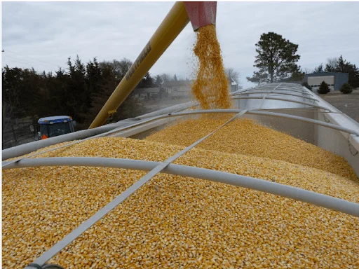 bulk corn loaded for grinding with a commercial corn grinder machine